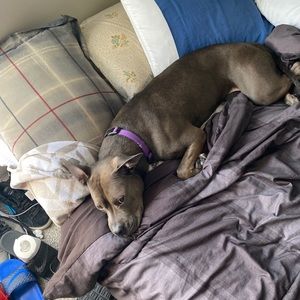 Meet your Posher, Sam